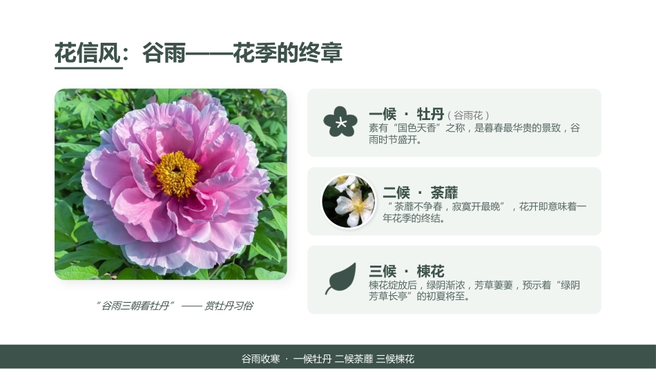 谷雨时节PPT二十四节气之谷雨介绍主题班会课件_第7页