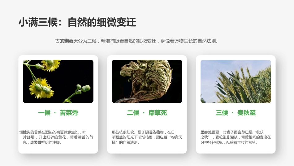 小满时节PPT小得盈满岁月从容二十四节气之小满介绍课件_第4页
