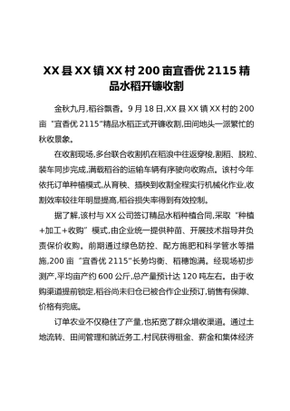 XX县XX镇XX村200亩宜香优2115精品水稻开镰收割